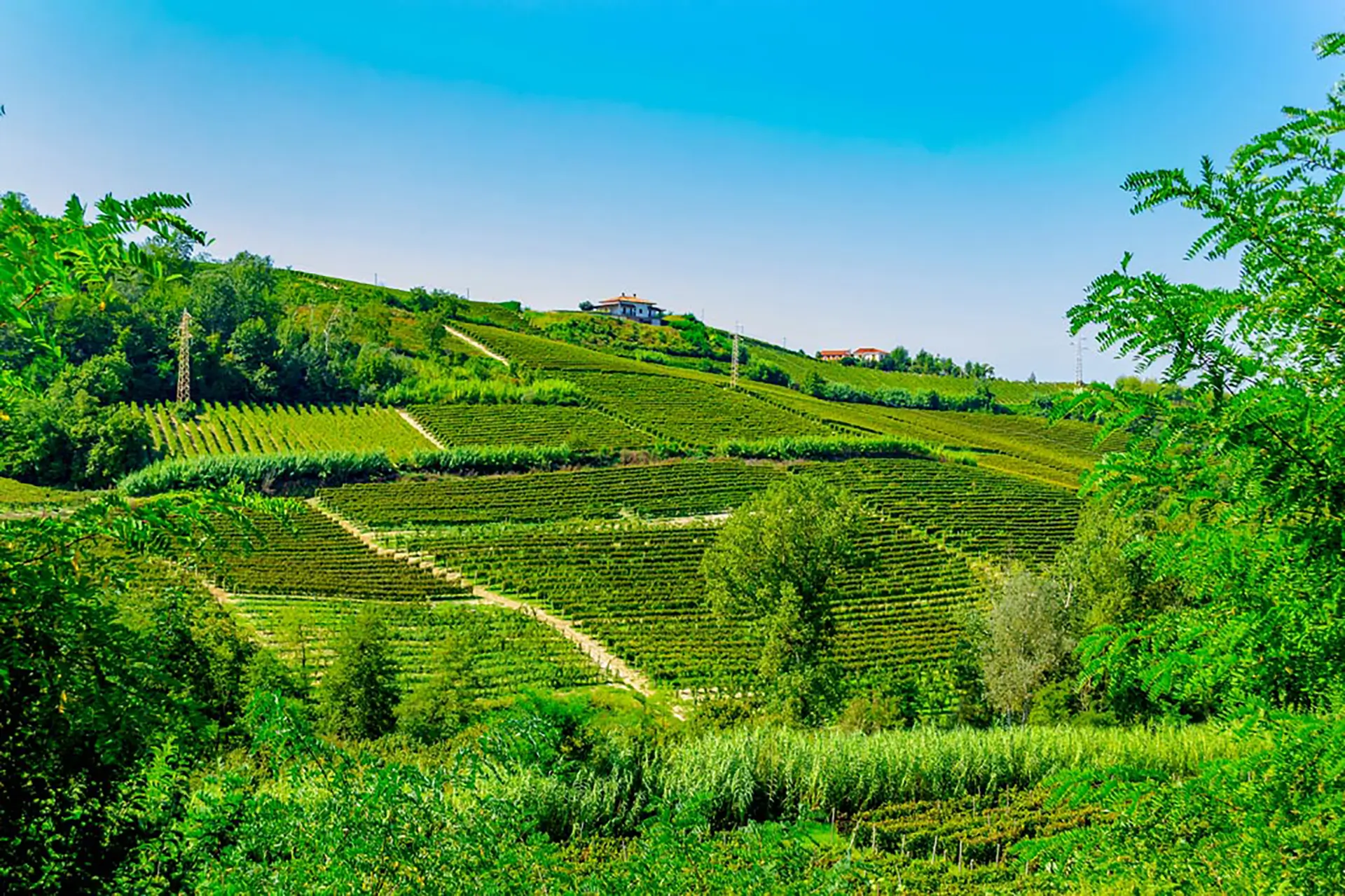 Piemonte en wijn de beste combinatie voor een vakantie