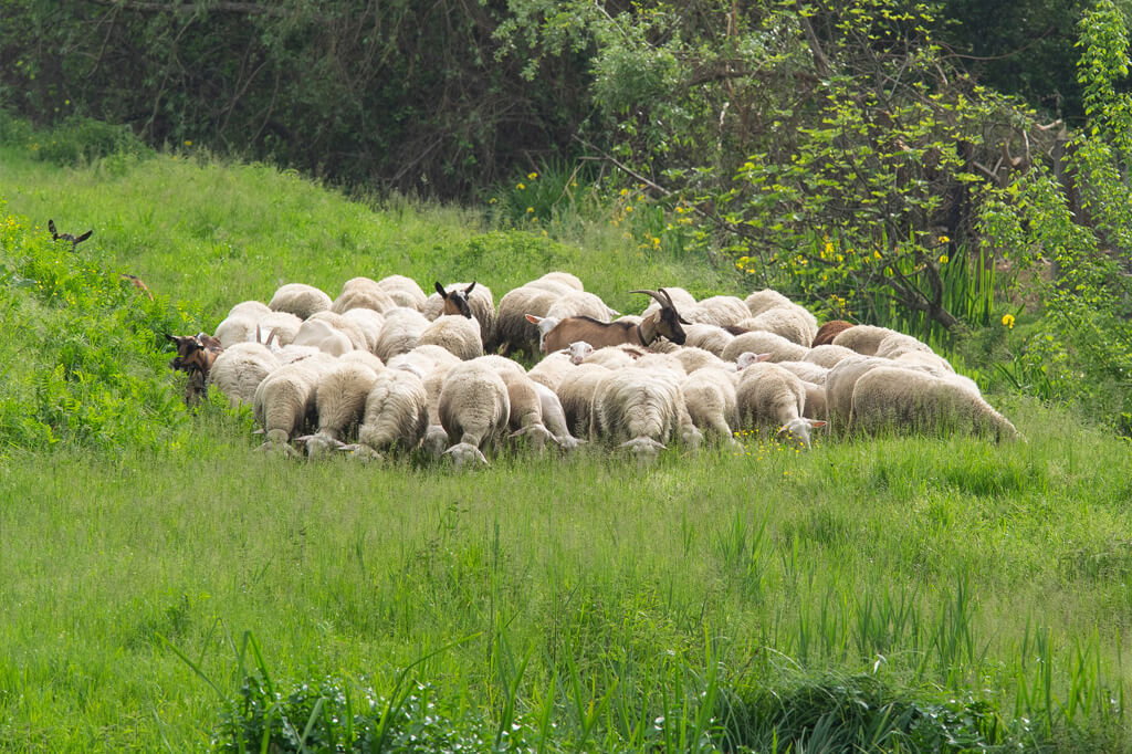 Genieten van Robiola kaas uit Roccaverano