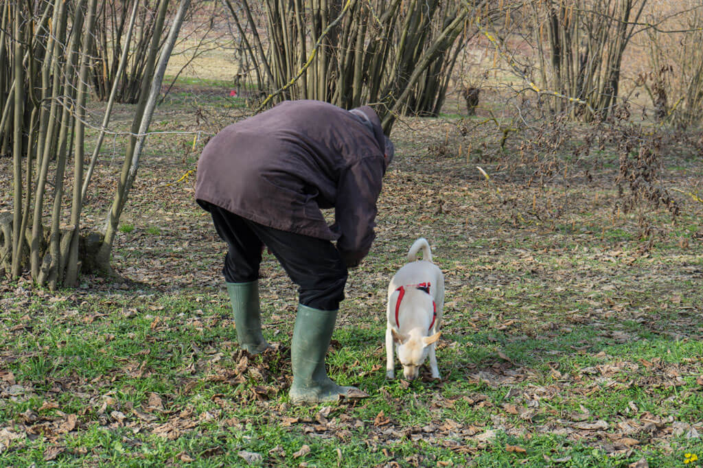 Tartufo bianco het witte goud van Italië