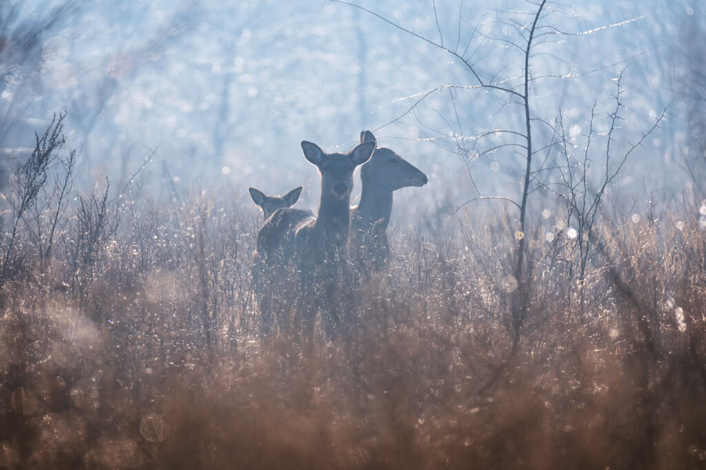 De vier jaargetijden in Piemonte herfst